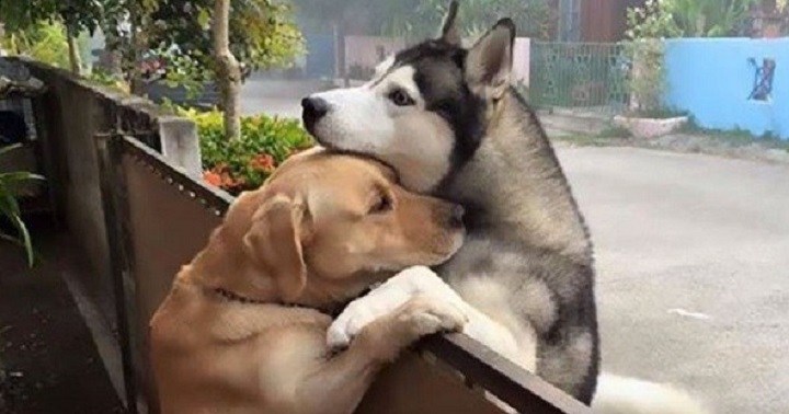 Эта дружба между собачками поражает людей