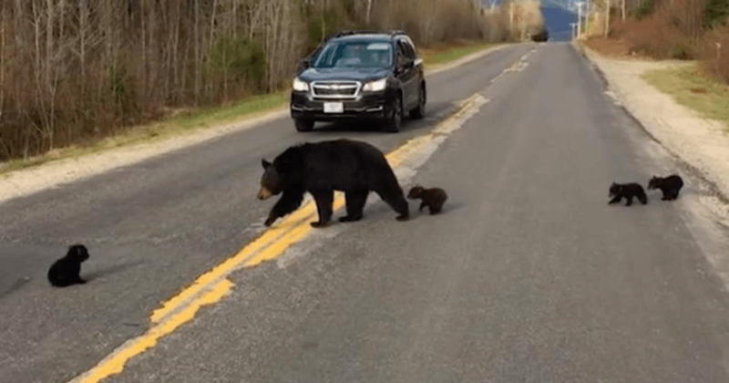  Медведица проходила дорогу со своими малышами, но в ее поведении было что-то необычное