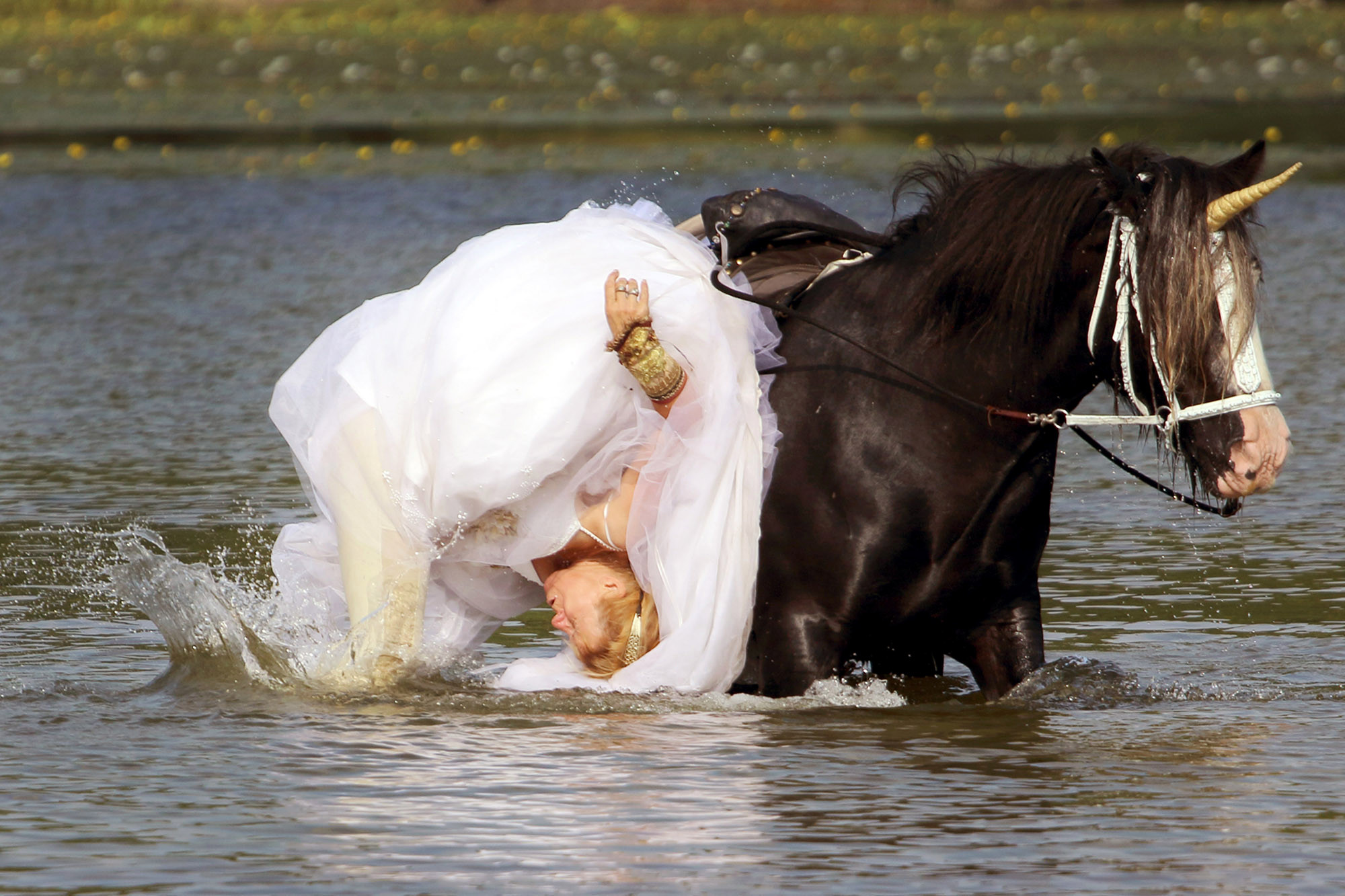 Смешные приличные. Жених и невеста на лошадях. Невеста на лошади. Фотосессия свадьба на лошадях. Смешная лошадь.