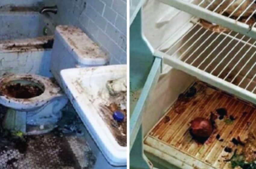  Чрезвычайно грязная квартира была приведена в порядок уборщиками: фото до и после