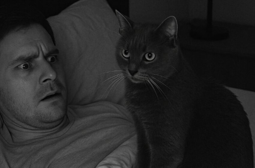  Мой кот стал вести себя странно по ночам и я установил камеру. То, что я увидел на записи, лишило дара речи